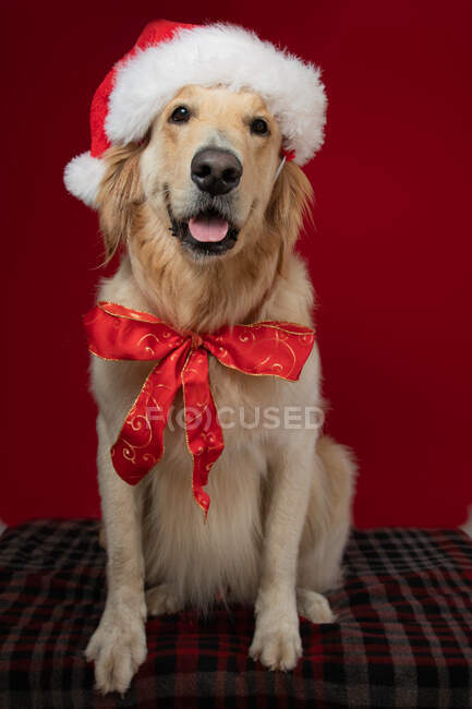 Golden retriever perro con un sombrero de Santa y arco - foto de stock