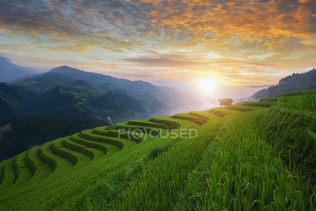 Terraced rice fields at sunset, Mu Cang chai, Vietnam — Stock Photo