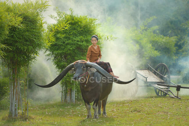 Donna seduta su un bufalo d'acqua in un campo, Thailandia — Foto stock