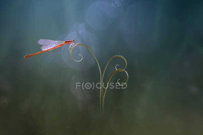 Nahaufnahme einer Damfliege an einer Pflanze, Indonesien — Stockfoto
