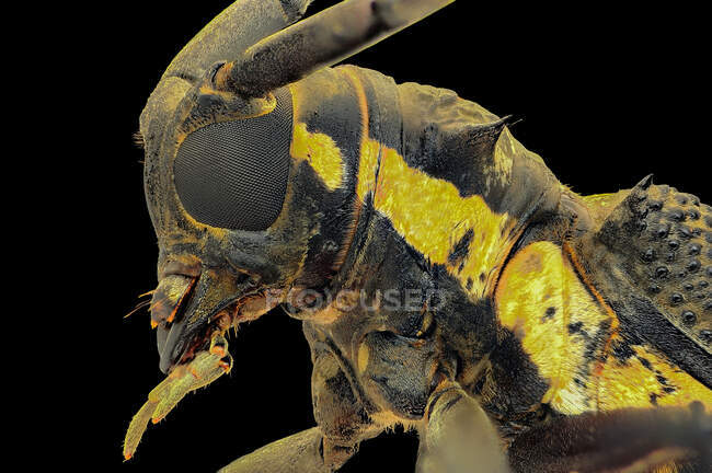 Primer plano extremo de un escarabajo de cuerno largo, Indonesia - foto de stock