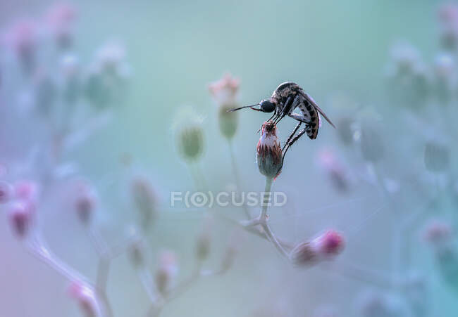 Primer plano de una mosca ladrona en un capullo de flores, Indonesia - foto de stock