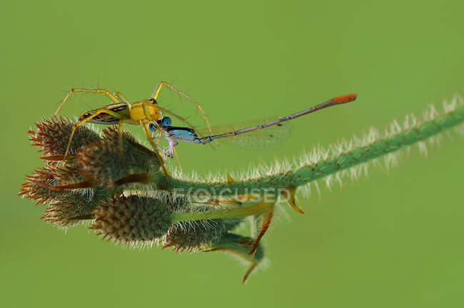 Primer plano de una araña comiendo una libélula, Indonesia - foto de stock