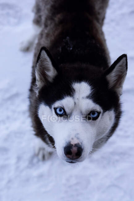 Vista aérea de un perro husky de pie en la nieve, Murmansk, Rusia - foto de stock