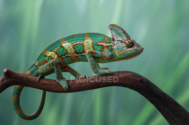 Green chameleon on a branch, Indonesia — Stock Photo