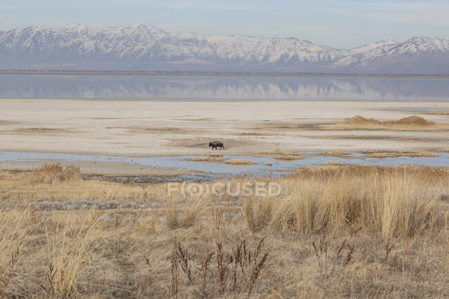 Búfalo selvagem caminhando na paisagem selvagem, O Grande Lago Salgado, Utah, EUA — Fotografia de Stock