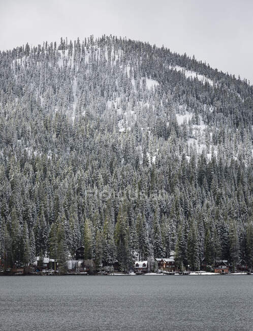 Snow covered evergreen trees and cabins along Lake Tahoe shoreline, California, USA — Stock Photo