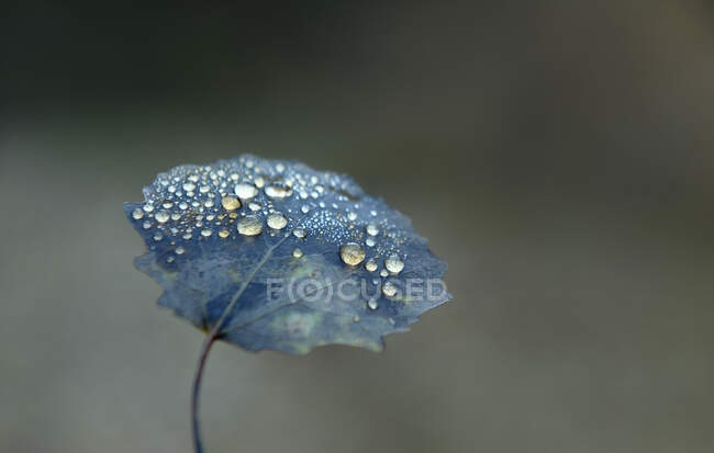 Close-up of dew on a blue autumn leaf, Bulgaria — Stock Photo