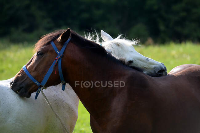 Два коні, що стоять на полі, пасуться один до одного, Болгарія. — стокове фото