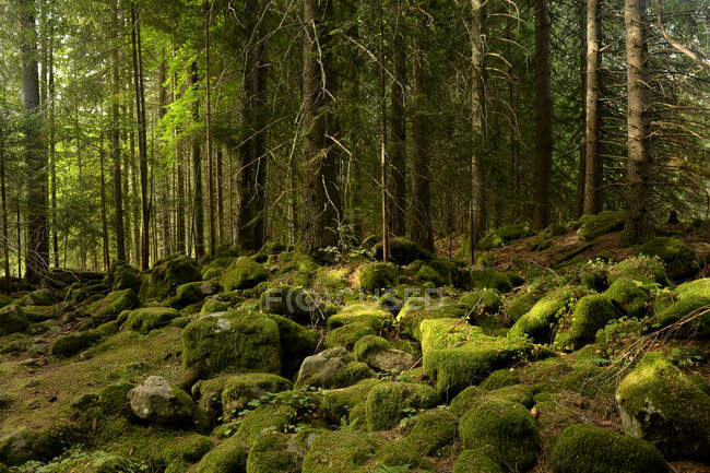 Rocce ricoperte di muschio in un paesaggio forestale, Bulgaria — Foto stock