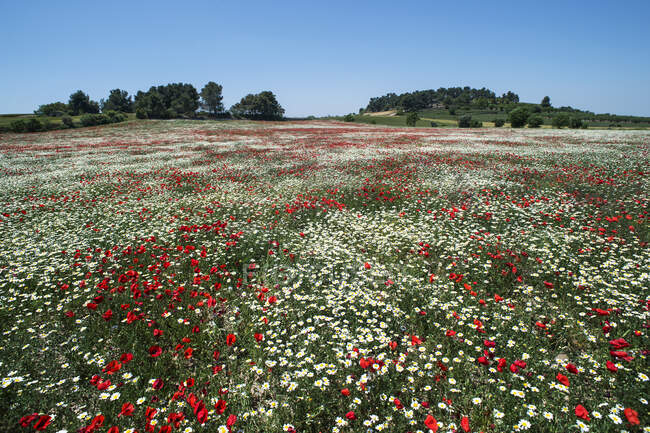 Summer meadow with daisies and poppies, France — Stock Photo