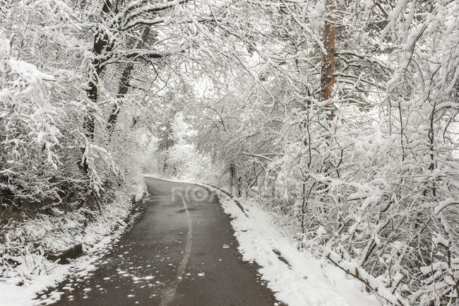 Дорога через лес в зимний снег, Болгария — стоковое фото