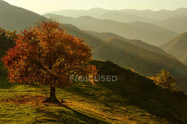 Осеннее дерево в горном пейзаже, Болгария — стоковое фото