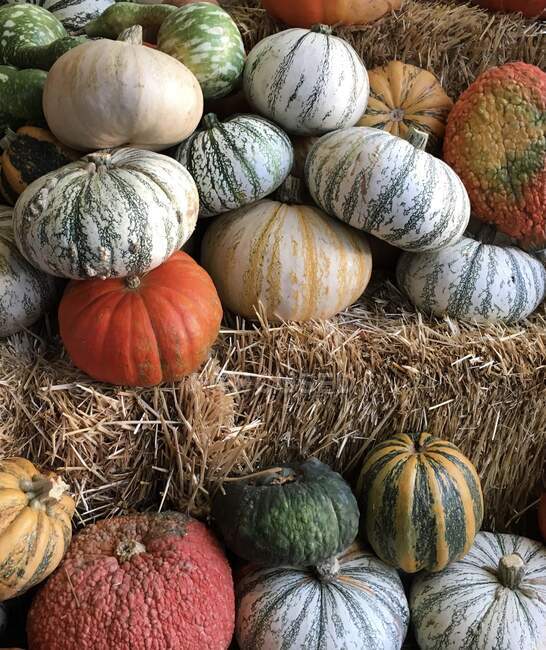 Close-up of assorted Pumpkins on hay bales, USA — Stock Photo
