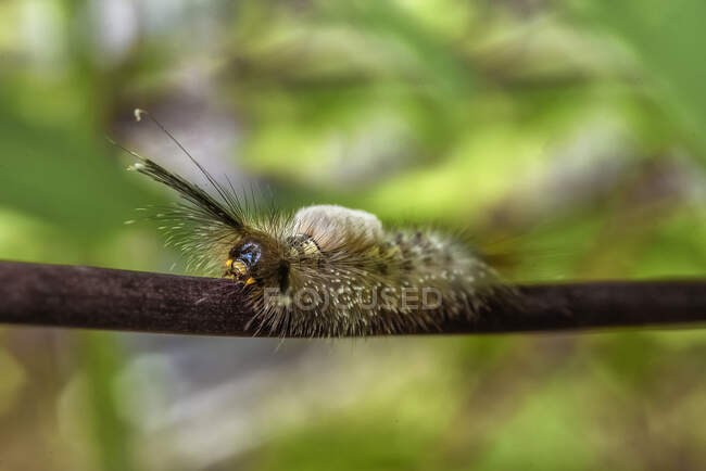 Close-up de uma lagarta em um ramo, Indonésia — Fotografia de Stock