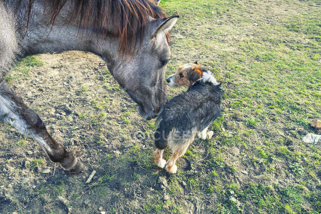 Close-up de um cão em pé junto a um cavalo, Polônia — Fotografia de Stock
