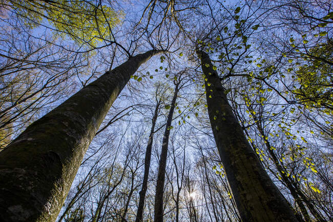 Troncos de vidoeiro em uma árvore — Fotografia de Stock