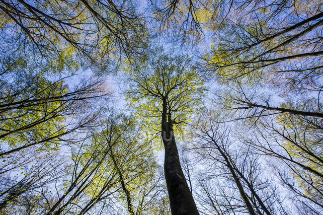 Vue en angle bas d'un arbre dans la forêt de Fageda d'en Jorda, La Garrotxa, Gérone, Catalogne, Espagne — Photo de stock