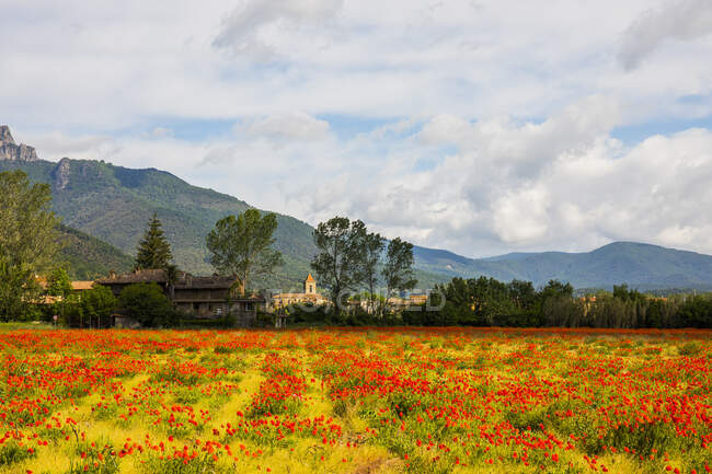 Bellissimo paesaggio con un campo di fiori e un cielo blu — Foto stock