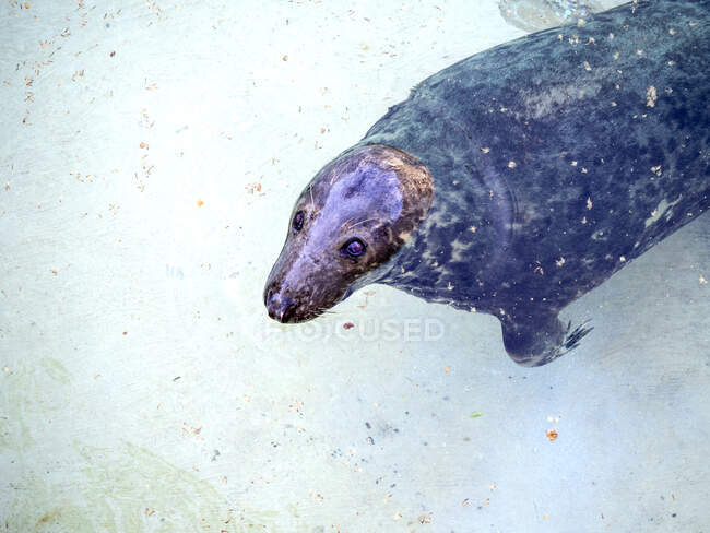 Foca león marino, animal marino - foto de stock