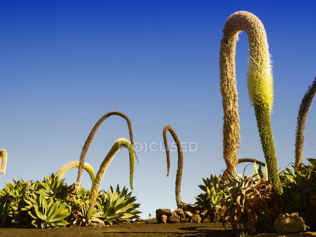 Hermoso plano botánico, fondo de pantalla natural - foto de stock