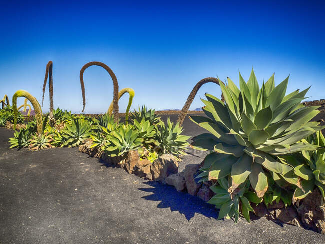 Cactus en campos de lava, Lanzarote, Islas Canarias, España - foto de stock