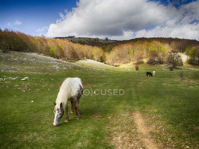 Ovelhas pastando no pasto nas montanhas — Fotografia de Stock