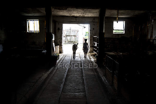Rear view silhouette of a girl and her donkey walking out of a stable, Hungary — Stock Photo