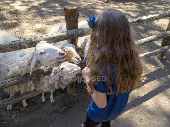 Mädchen füttert eine Gruppe Schafe in einem Tiergehege, Italien — Stockfoto