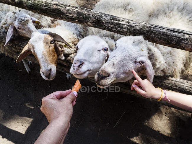 Schafherde in einem Stall, die mit einer Karotte gefüttert wird, Italien — Stockfoto