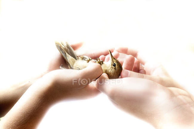 Two people holding a bird in the palm of their hands — Stock Photo