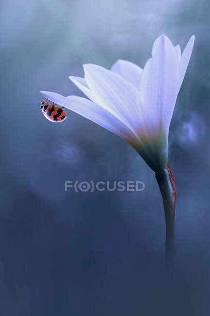 Close-up of a ladybird on a flower, Indonesia — Stock Photo