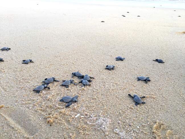 Морские черепахи на пляже, Нижняя Калифорния, Мексика — стоковое фото