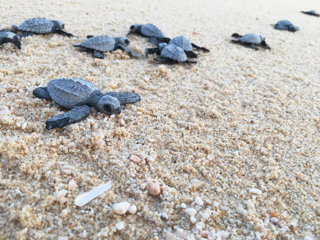 Bébé tortues de mer sur la plage, Basse Californie, Mexique — Photo de stock