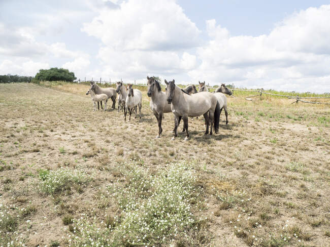 Manada de caballos polacos Konkik en un prado, Polonia - foto de stock