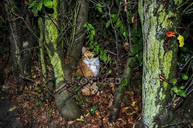 Cat sitting amongst the trees at night, Poland — Stock Photo