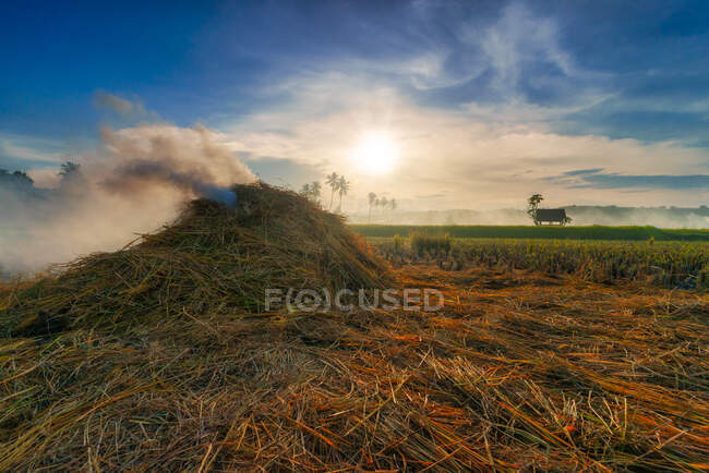 Hoguera en un arrozal después de la cosecha, Sumbawa, West Nusa Tenggara, Indonesia - foto de stock