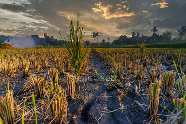 Plantas de arroz en un arrozal después de la cosecha, Sumbawa, West Nusa Tenggara, Indonesia - foto de stock