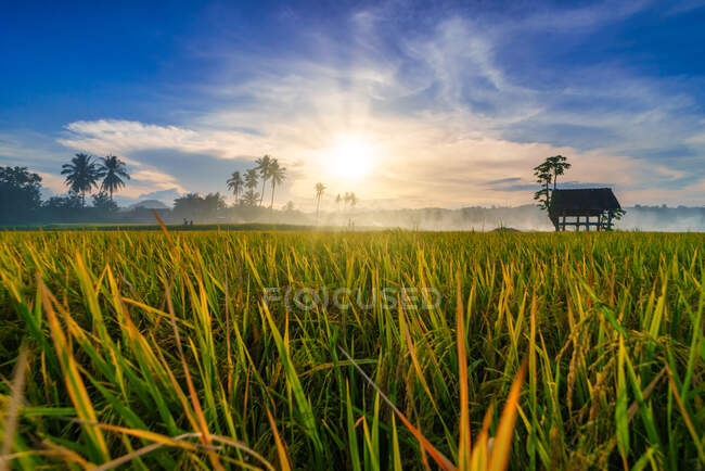 Cabaña en un arrozal al atardecer, Sumbawa, West Nusa Tenggara, Indonesia - foto de stock