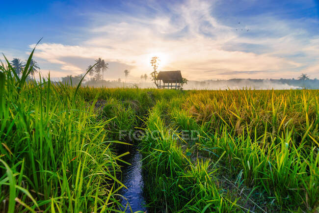 Cabaña en un arrozal, Sumbawa, West Nusa Tenggara, Indonesia - foto de stock