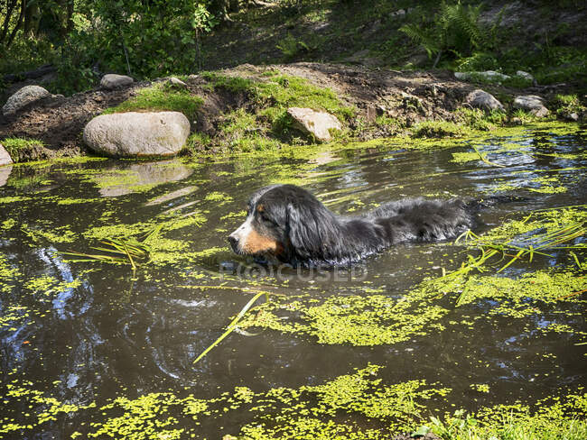 Perro en el agua - foto de stock