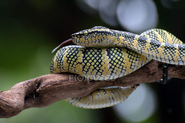 Wagler's pit viper on a tree branch, Indonesia — Stock Photo