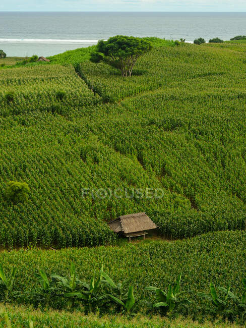 Кукурузные поля, растущие на холмах, Мандалика, Ломбок, Индонезия — стоковое фото