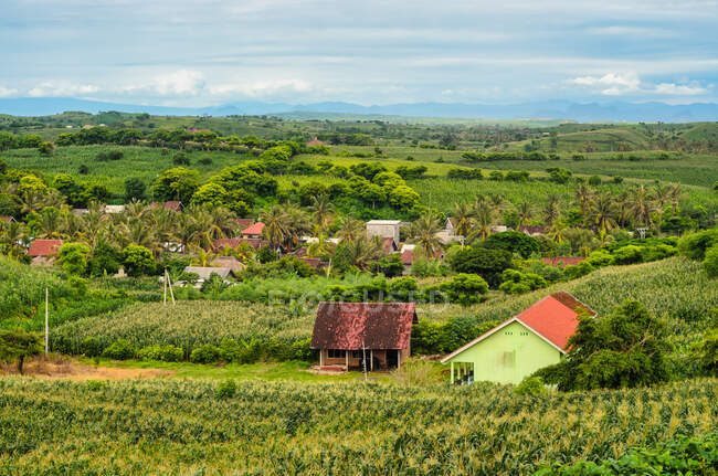Campos de milho crescendo na paisagem rural, Mandalika, Lombok, Indonésia — Fotografia de Stock