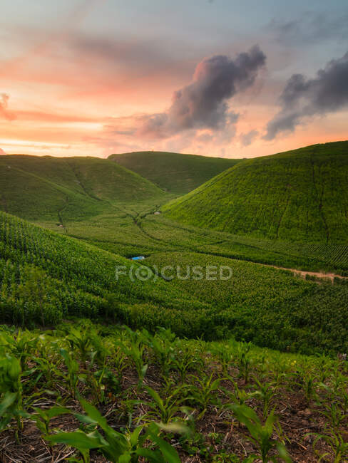 Campos de maíz creciendo en colinas, Mandalika, Lombok, Indonesia - foto de stock