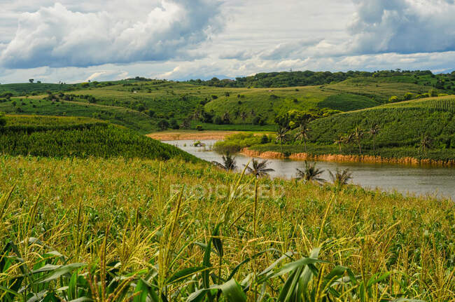 Campos de maíz que crecen a lo largo del río, Mandalika, Lombok, Indonesia - foto de stock