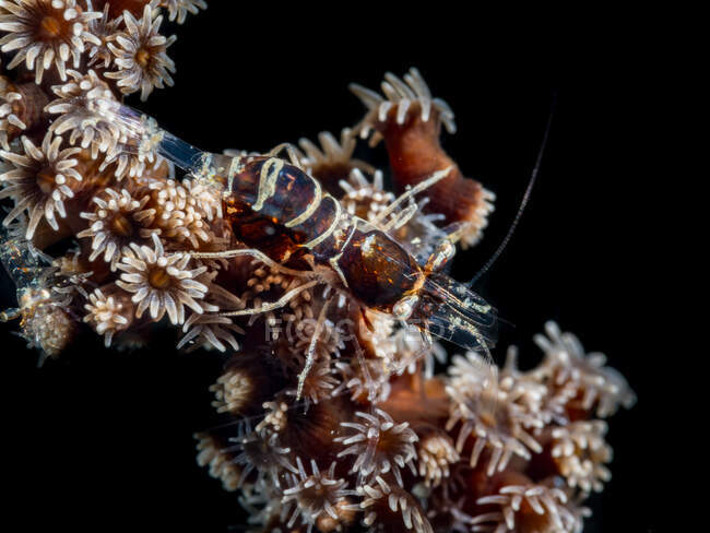 Gros plan d'une crevette sur un récif corallien, Manado, Sulawesi Nord, Indonésie — Photo de stock