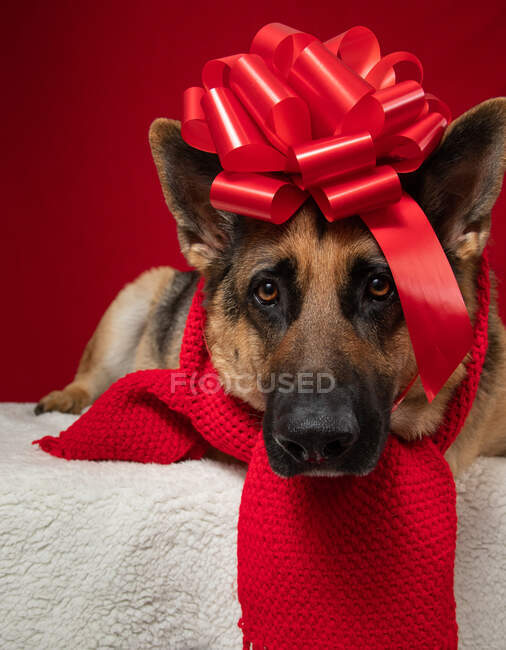 Portrait of a German Shepherd dog wearing a scarf wrapped in a red bow on a rug — Stock Photo