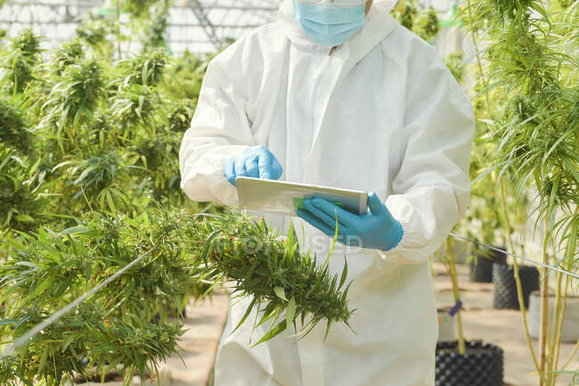 Man standing in a marijuana greenhouse using a digital tablet, Thailand — Stock Photo