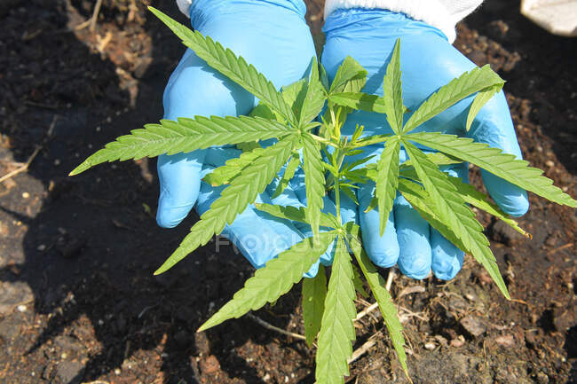 Man wearing surgical gloves holding a marijuana plant, Thailand — Stock Photo